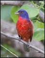 _3SB3503 painted bunting